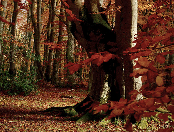 Albero secolare Bosco di Sant'Antonio